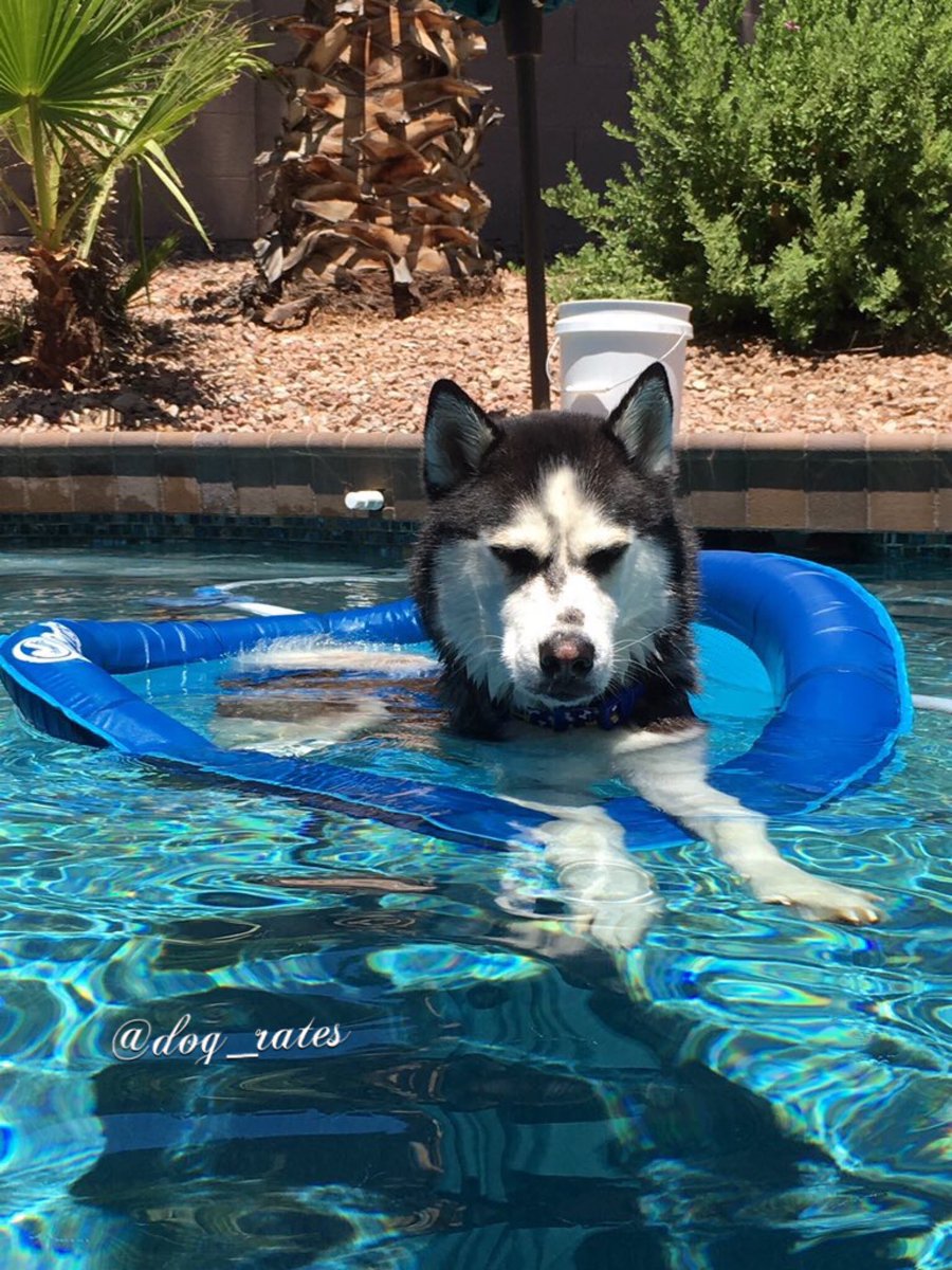 dog_rates's tweet photo. This is Pavlov. His floatation device has failed him. He's quite pupset about it. 11/10 would rescue https://t.co/MXd0AGDsRJ