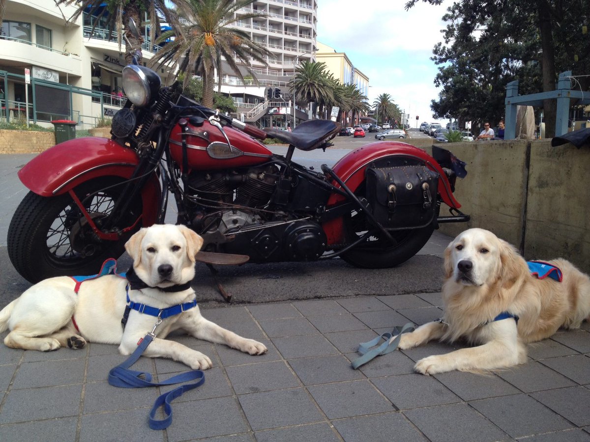 OzDogLover's tweet photo. A Ticket to the 2017 #HogsforDogs Harley Ride is an original #Christmas gift for a #doglover & helps Assistance Dogs https://t.co/G0iTqf2zLA https://t.co/BWZ1ki25Pu