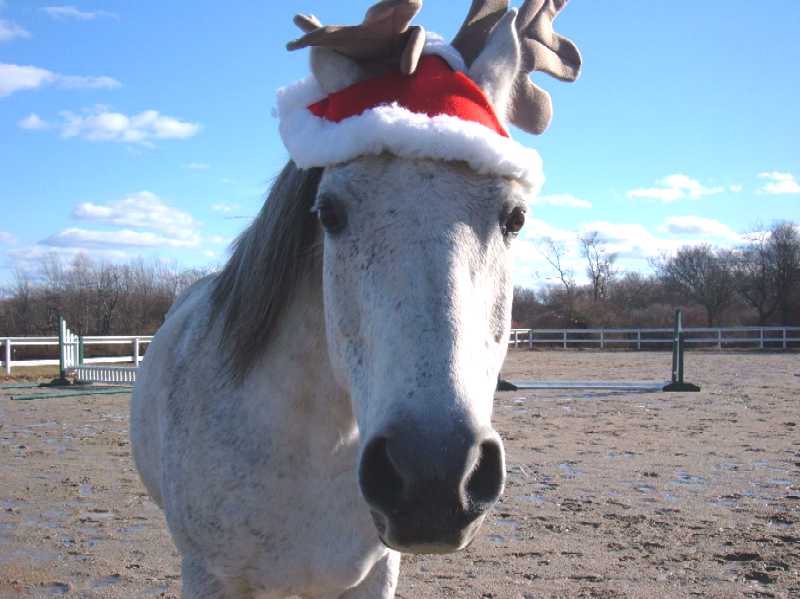Rachel_Cavallo's tweet photo. Only 1 week till #Christmas!!! Time really flies by during the holidays. #ChristmasCountdown 🎅🎄🐴 https://t.co/0vAfSghw2x