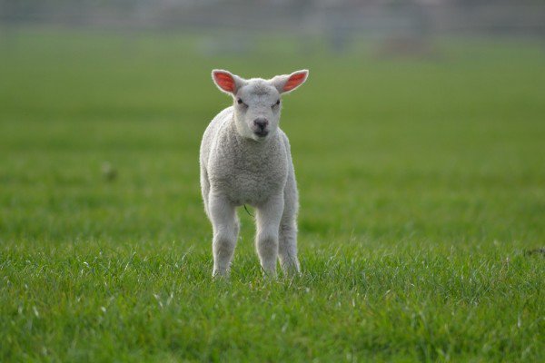 TopMeats's tweet photo. What is the most popular #meat around the world? #Lamb meat is lean, tender with a delicate flavor click here: https://t.co/SbnTSxYH1L https://t.co/eZhRj0mfUl