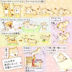 子犬だけじゃなく？老犬にだってかわいい所があることを認識しよう!