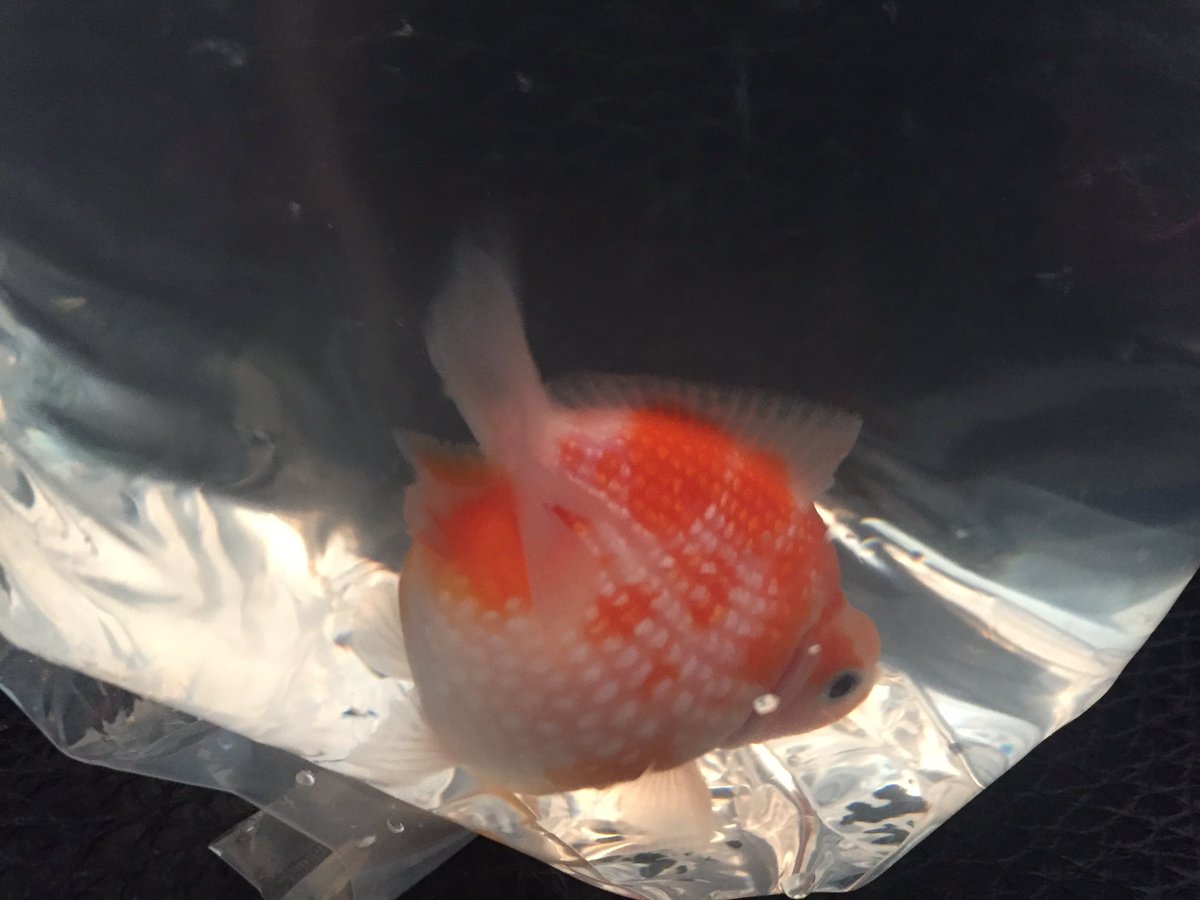 金魚 お尻から水疱