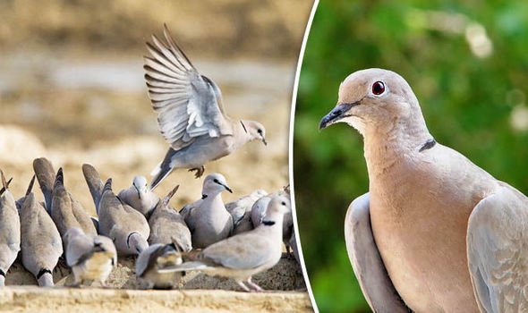 AnnekaSvenska's tweet photo. Turtle Doves in CRISIS this Christmas as numbers CRASH sparking extinction fears Thanks 2 shooters in Malta & Cyprus https://t.co/3EHkZdqW7r https://t.co/uzGAixS3lO