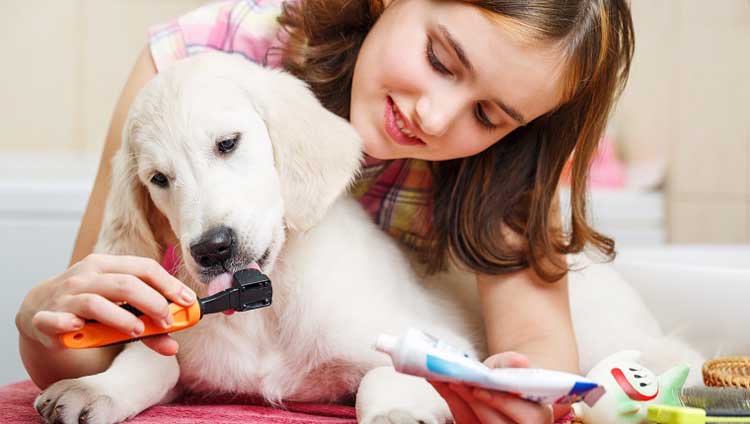 MrnMrsPet's tweet photo. Dog Teeth Cleaning and Dental Care
https://t.co/C49XHkakL1
#dogteethcleaning #dogdentalcare #cleandogsteeth #veterinaryinjaipur https://t.co/W3WNAcP1SO