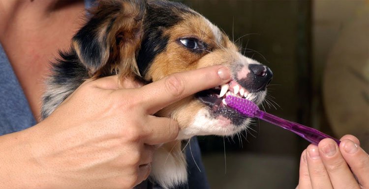 MrnMrsPet's tweet photo. Dog Teeth Cleaning and Dental Care
https://t.co/C49XHkakL1
#dogteethcleaning #dogdentalcare #cleandogsteeth #veterinaryinjaipur https://t.co/W3WNAcP1SO