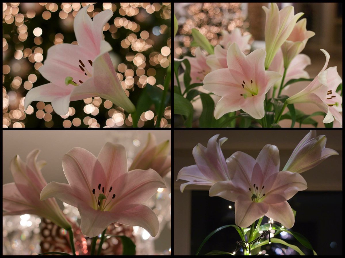 Volgend voorjaar exclusief door Imanse en bakker geproduceerd Cali! Hou hem@in de gaten