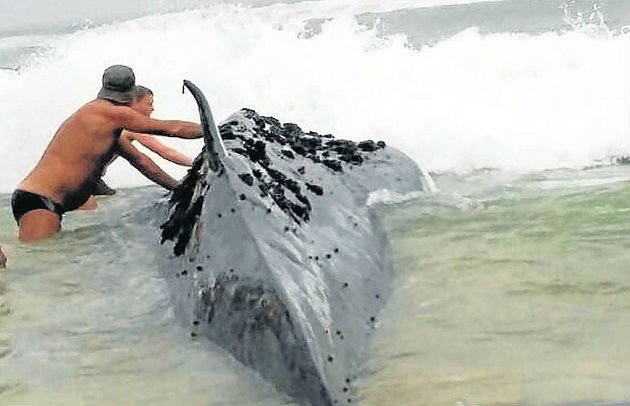 HeraldNMB's tweet photo. #CapeStFrancis drama as beachgoers try to push whale out to sea https://t.co/V2CYUVWxxj https://t.co/GTIwsl4eqA