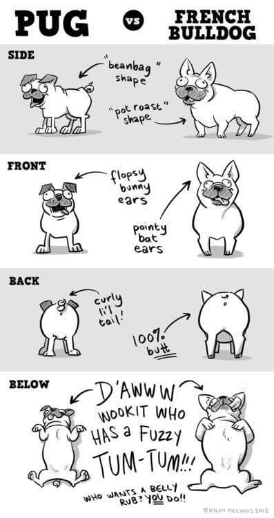 Frenchie_rescue's tweet photo. Pug vs French bulldog 🐶 #pug #frenchbulldog #frenchie #animals #animallovers #humor #love #animalactivist #fbnro #ff https://t.co/FKyv3J6QPB