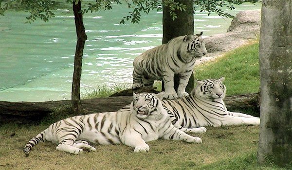 BalajiHotelPuri's tweet photo. #Nandankanan Sanctuary - a big side attraction of #Puri.
#PuriTrip #PuriAttractions #vacation #JagannathTemple
Img: https://t.co/AmLqzXtxXK https://t.co/IPl5BQKq8E