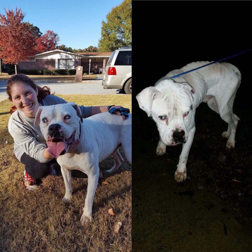 2HandsSave4Paws's tweet photo. Second dog found tonight. Look what this monster did to him blind and defenseless. @Braves https://t.co/BFqbC0xVjf