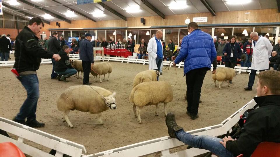 "De schapen uit Overijssel doen het goed." We waren zaterdag bij de schapenkeuring in Ambt-Delden! Vanavond te zien op TV Oost! #schapen