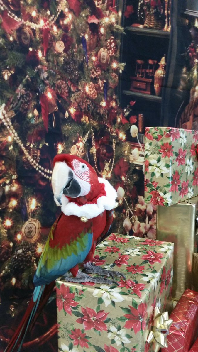 MOONKICKER's tweet photo. @KING5Seattle #k5holidays #IncasSecrect #ParrotEarth Angels Christmas Photo!
#merrychristmas https://t.co/sefwbmCgGx