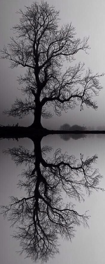 “Trees are poems that the earth writes upon the sky.” - Kahlil Gibran.