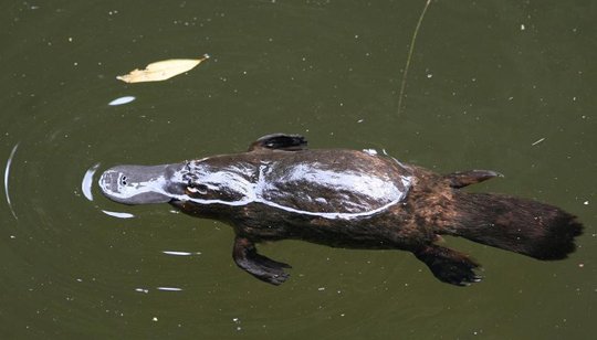 Dos tipus de diabetis podrien curar-se gràcies al verí dels ornitorincs
go.nature.com/2hKRpj7 La biodiversitat genera beneficis increïbles