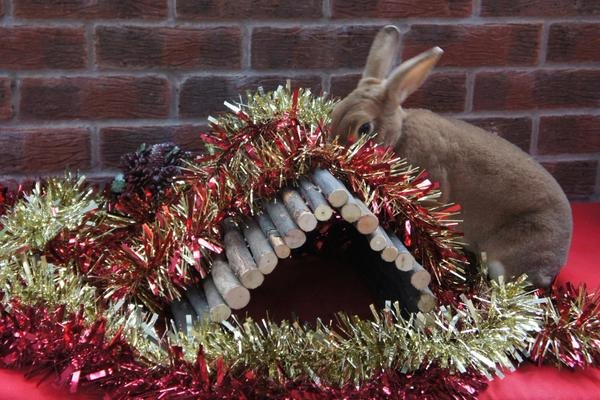 Lagolearn's tweet image. Day 19. Now this looks like a one way ticket to the naughty list! Thank Kathy @allears_podcast #adventcalendar #rabbit #lagolearn
