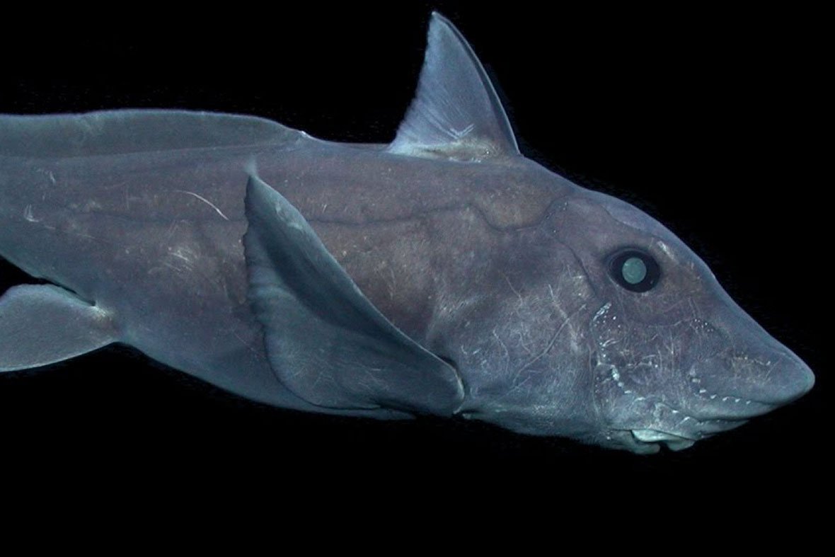 Earth Touch tweet media