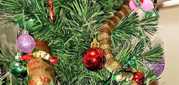 OddNewsUPI's tweet image. Merry Christ-hiss: Woman finds deadly snake imitating tinsel on her tree upi.com/6470700