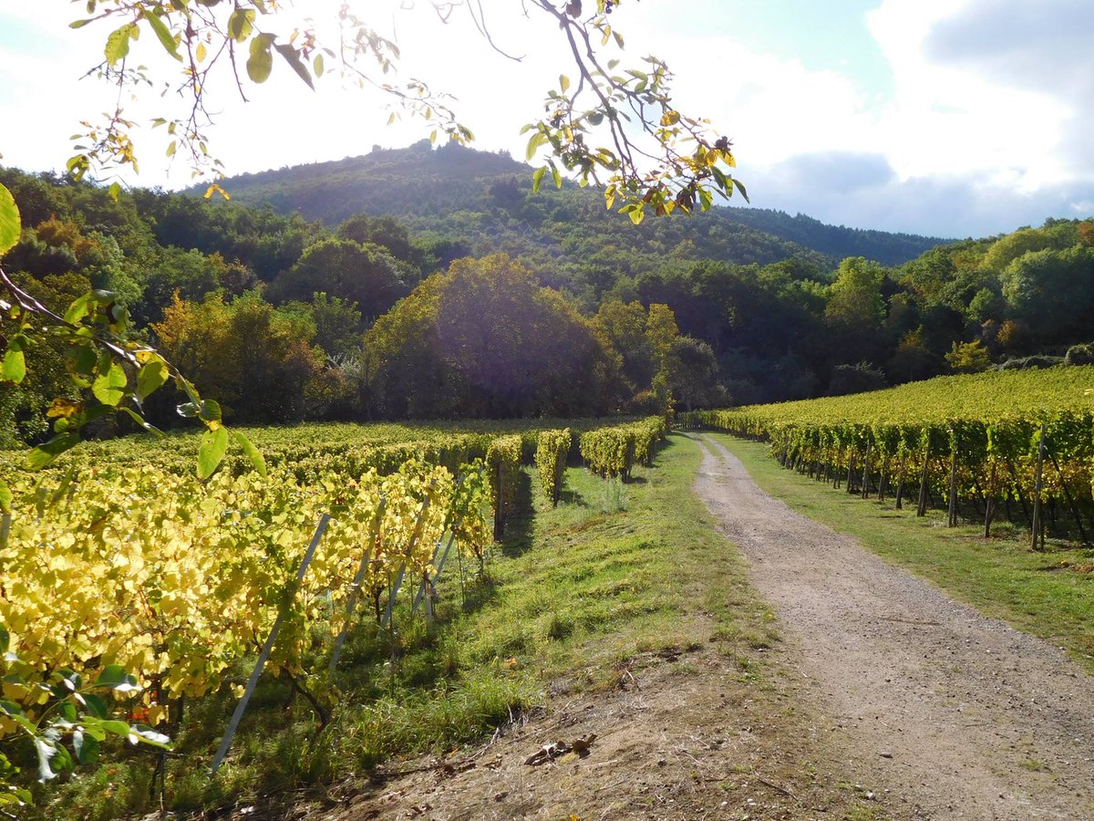 wolfberger_fr's tweet photo. #Vendanges2016 : Pinot Blanc, Sylvaner & Riesling présentent des arômes fins & frais, des bouches croquantes et désaltérantes ! https://t.co/wlWwkMQrmp