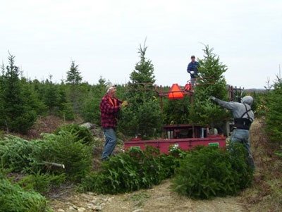 amitarora1300's tweet photo. Just choosing one tree for #XmasTreeToppers #xmas tree #xmas2016 #xmasangels Go Green. #Santa #Gifts #ChristmasWeek https://t.co/6QK1Wuj4UB