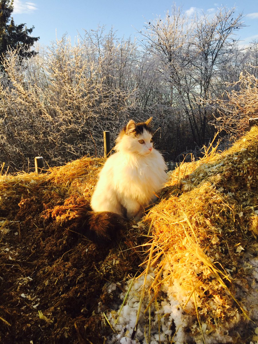 MarteAnne's tweet photo. #today #home #mycat #sunset #norway #december #sun #pets #animals https://t.co/DzZHG2FpuC