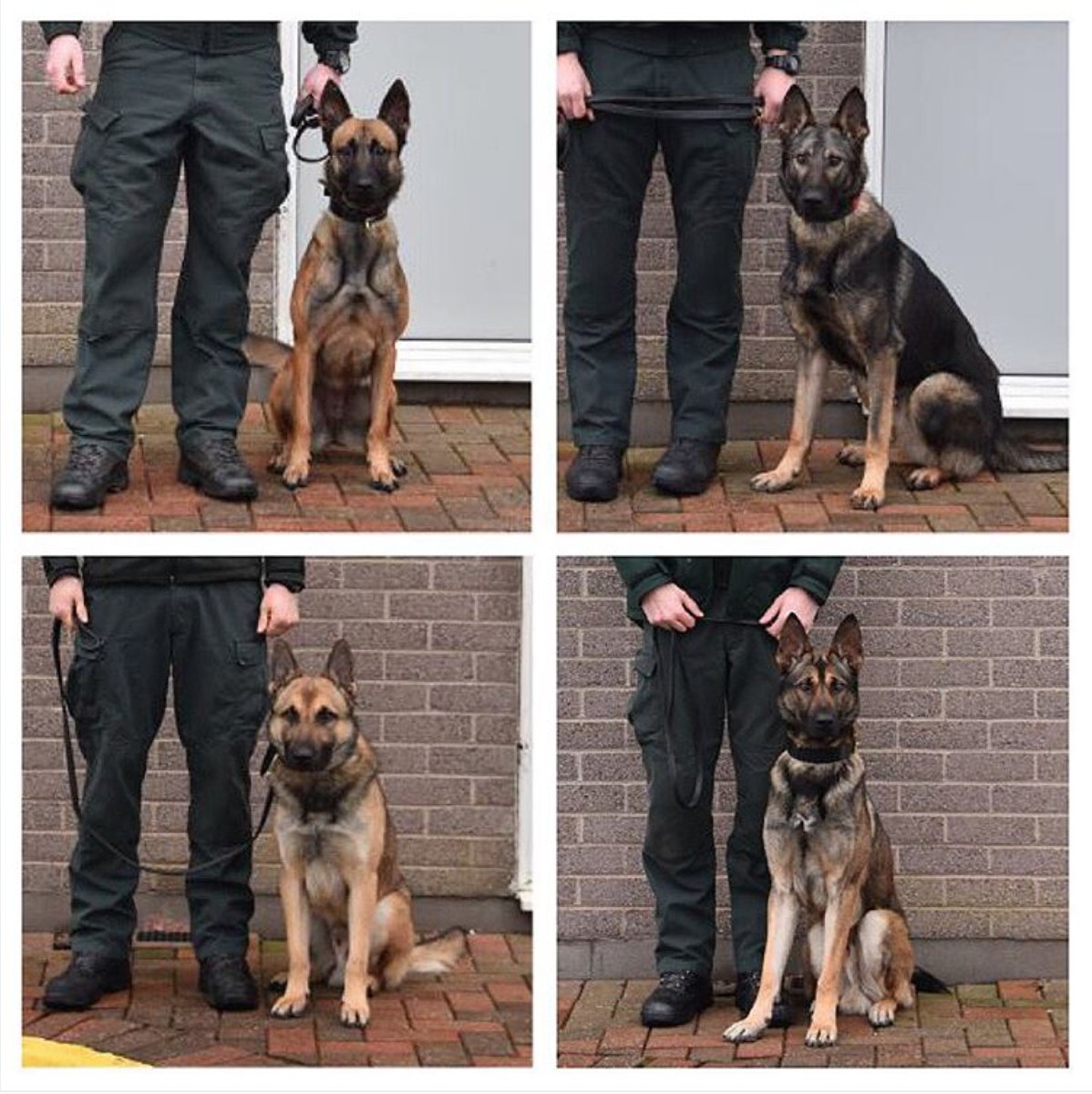 PoliceServiceNI's tweet photo. Tessa, Joker, Jerry and Csachi are now fully licensed operational Police dogs https://t.co/AXCR7nAN3I #KeepingPeopleSafe #PSNI #PSNIDogs https://t.co/jomhO2PwZX