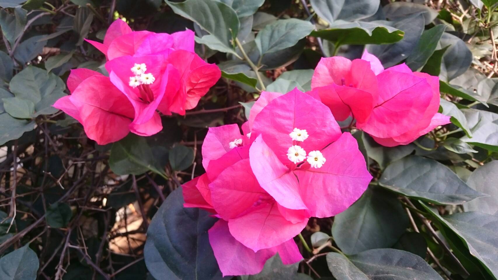 公式 熱川バナナワニ園 植物園花木温室でそろそろ見頃になってきましたブーゲンビリアです 1枚目の写真は 八重咲きのローズビルズデライトです 2枚目はサンディエゴレッドです 赤やピンクのところは苞で花 花弁 は苞の中で小さく咲いている白いところ