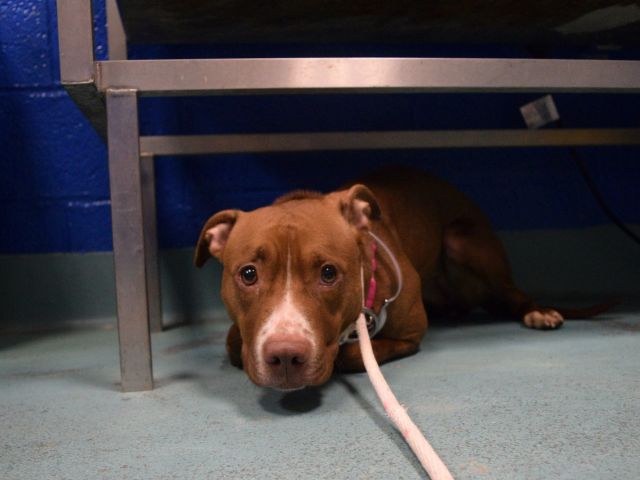 UrgentPart2's tweet photo. NEW PICTURES!! STAR - A1099701 
Please Share:TO BE ...

Follow me here for more info and status updates: https://t.co/2tQ5dDxKSe https://t.co/JdO7Oh3hmW