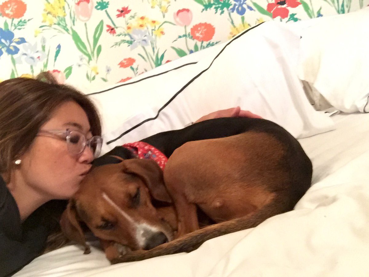 pamelaspunch's tweet photo. @phil500 my #rescue from @Humane_Rescue #FrasierSimone makes my life better everyday! #dogsoftwitter #AdoptDontShop #purelove #puppy https://t.co/JgxkrXyuq5