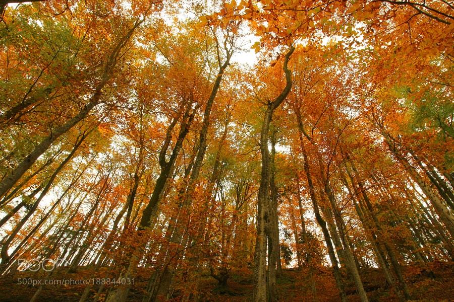Popular on 500px : Forest by liaohhtw