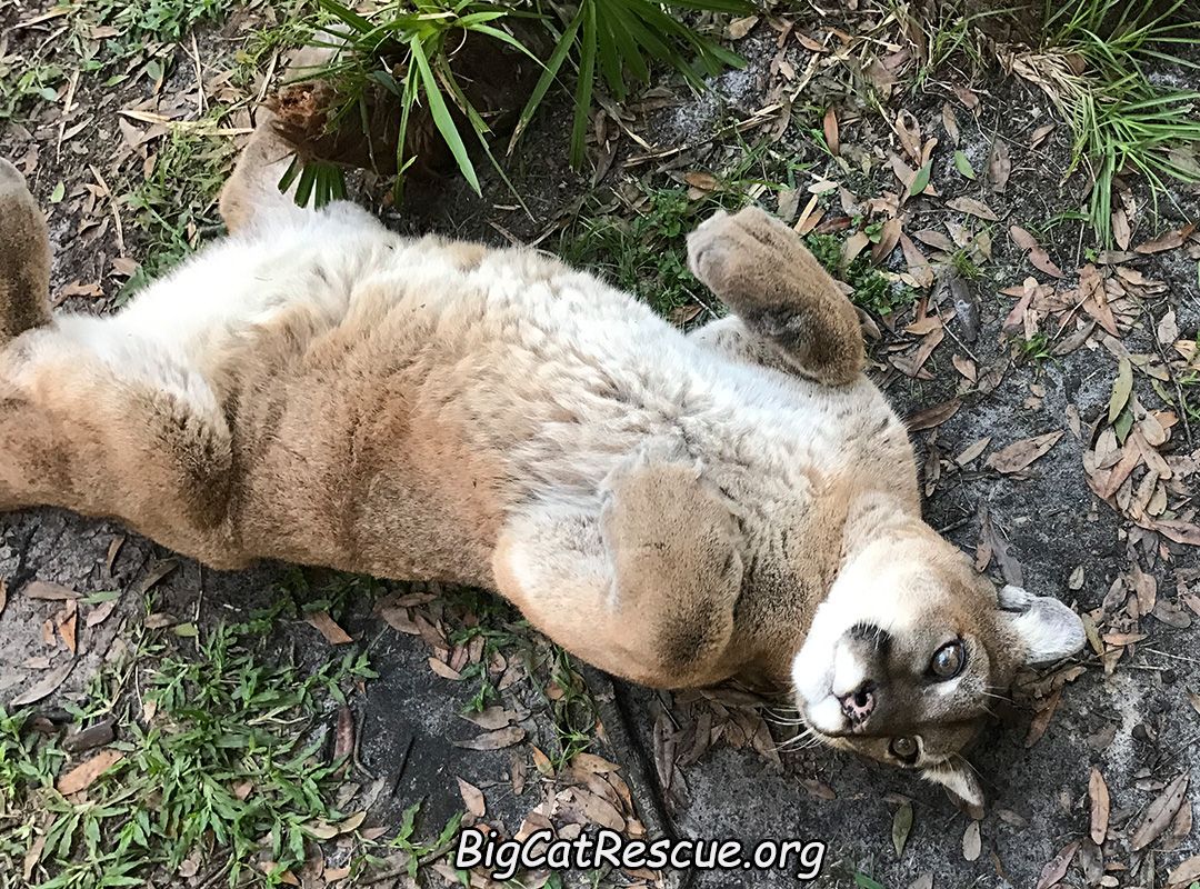 BigCatRescue's tweet photo. Reise Cougar was playing with her feet but realizing she had an audience she tried to act like she was just rolling over.  Silly Girl!!!! https://t.co/Kjtc1kgdPW
