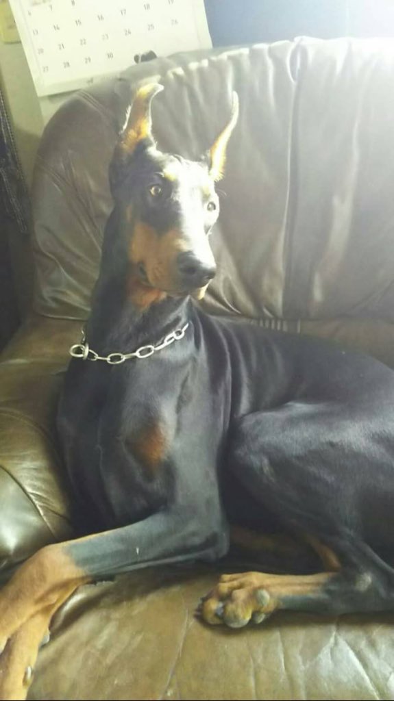 しま 愛犬ドーベルマン シェリー 大きくなりました 1 2枚目は初めての大会 今は前に比べて顔も凛々しくて なってきました 相変わらず今も甘えん坊 小さい時も可愛かったけど 大きくなった今も すごく可愛い 俺の愛犬 ドーベルマン シェリー