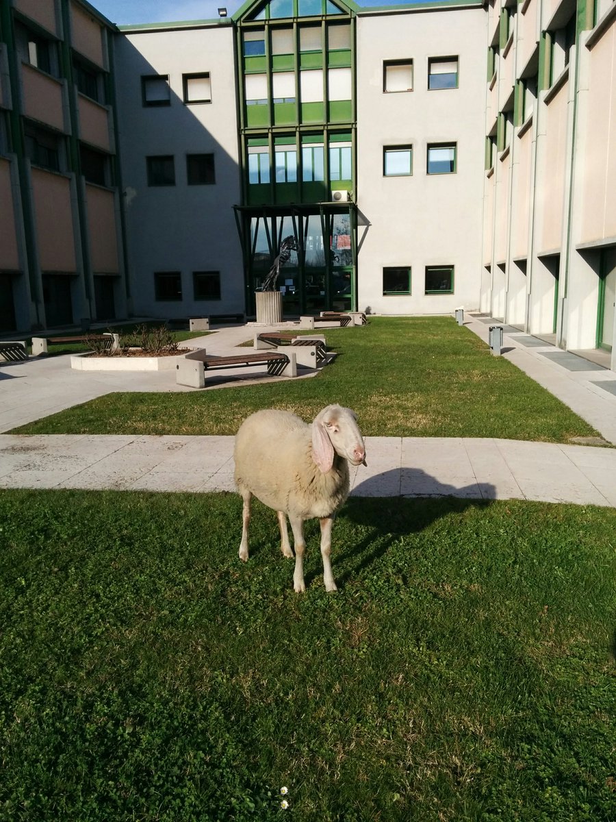 New entry in <a href="/UniVerona/">Università di Verona</a> ! #nerdSheep