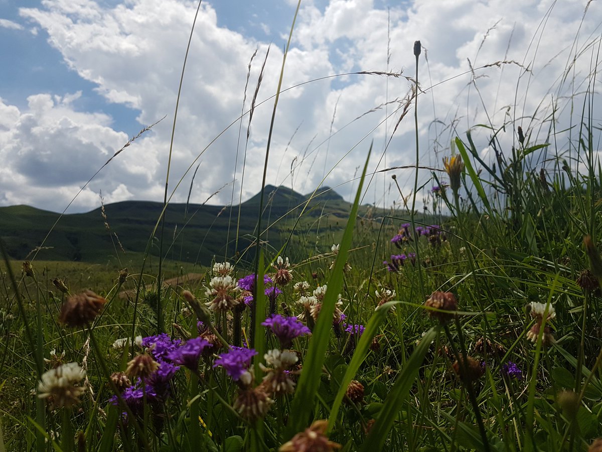 Monique_PR_'s tweet photo. #Bulwer Mountain-southern #midlands/#drakensberg border
Youre smoking alright - 35° #realfeel 🌞
Cooler than #DurbanWeather
#GottaLuvKZN 🇿🇦 https://t.co/UVmcNT3CYW
