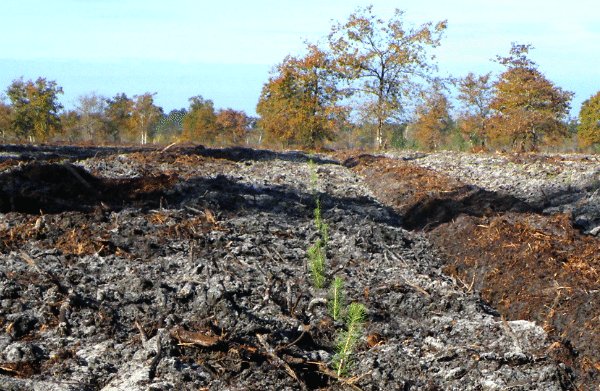 reforestaction's tweet photo. .@boulanger et ses clients offrent un joli #cadeau de #Noël à la forêt ! 60 000 #arbres plantés dans les Landes 👍🌲🌳 https://t.co/N4TOBT5LwS https://t.co/JpHBZH2mmd