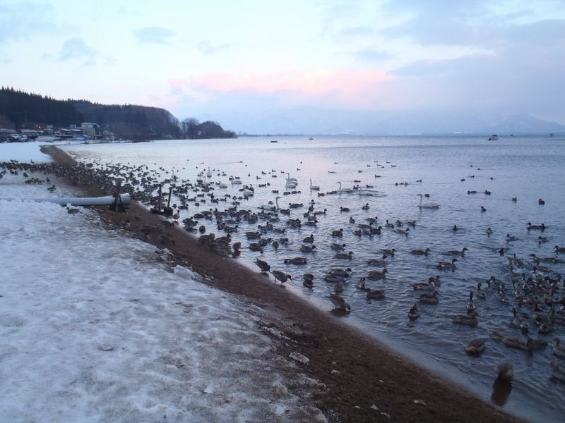 雪が積もり、森林が岬のように突き出た猪苗代湖畔に、白鳥が渡来する初冬。