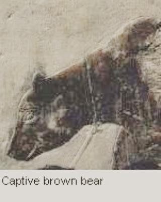 Cheli_Smith's tweet photo. #mammalmondays #ancientegypt #v #ivdynasty #alps
#syrianbears came to #Egy #5 records show they were #scarace #imported #northern #htmt https://t.co/c5V8O2yiZW