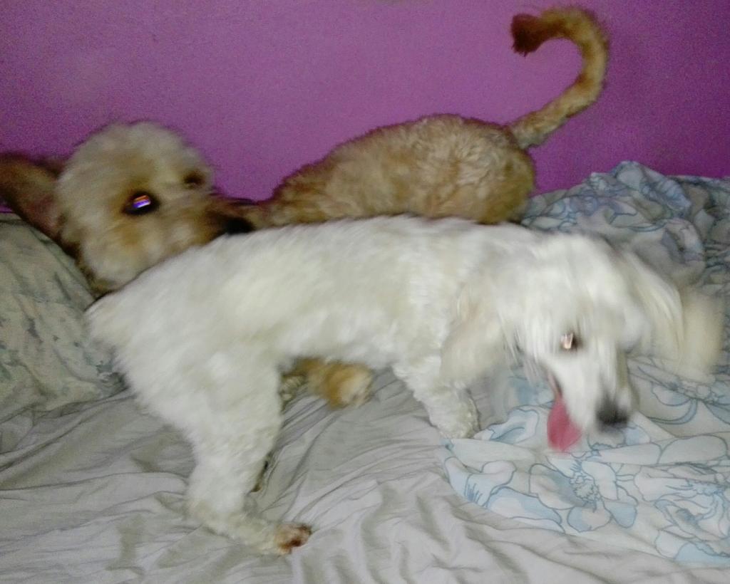 pitufa_88's tweet photo. Usurpadores#vidadeperros #losamo https://t.co/zUQ4y2141E