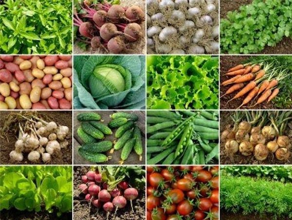 Cinzia88299551's tweet photo. #amo il giardinaggio ancor di più da quando lo faccio con @posadisi – prova anche tu! https://t.co/Bg05I84mh4 https://t.co/GECjlhlwyU