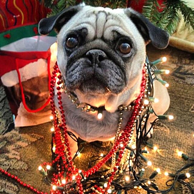PapithePug's tweet image. Papi wrapping Christmas gifts #papithepug #papi