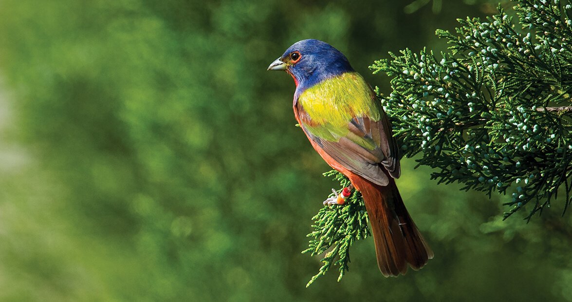 ourstatemag's tweet photo. One of the most beautiful birds in North America can be found in Carolina Beach. https://t.co/wx0nIF90VU https://t.co/2PwZzIJo2i