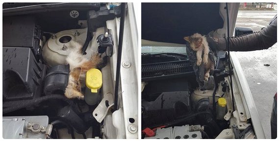 Havalar soğudukça sığınacak yerler azalıyor. Arabanızı çalıştırmadan önce biraz gürültü yapmayı unutmayın!