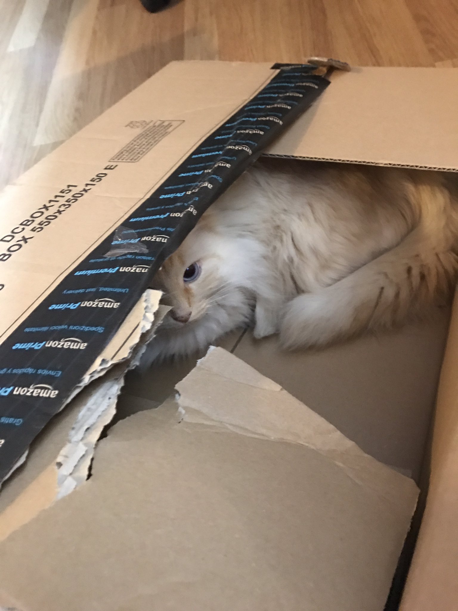 Joyca Amazonhelp C Est Un Secret Mais En Fait J Ai 1 Chat Par Carton T Co 27l4sfme10 Twitter