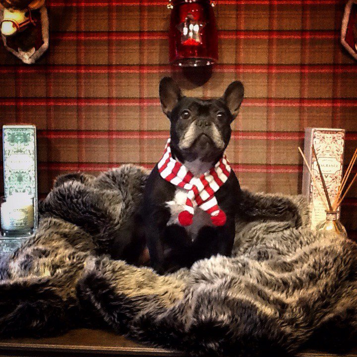 InsideChobham's tweet photo. Christmas Holiday https://t.co/cFNrnMLJel https://t.co/sbmLyTHpgp