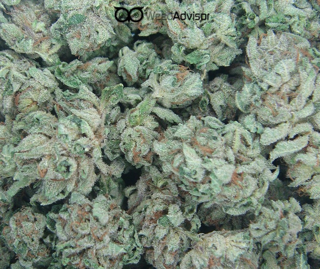 weedadvisor1's tweet photo. Bubba Kush is an #indica strain that has gained notoriety in the U.S.&beyond for its heavy #tranquilizing #effects.
https://t.co/M0XsnVGRVf https://t.co/PvQ0PjQbHg
