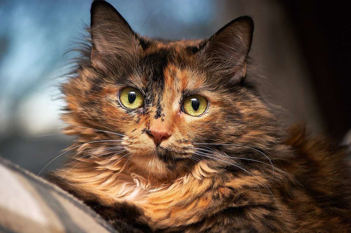 PETAUK's tweet photo. SHARE if you know that an animal companion is for LIFE, not just for Christmas. https://t.co/E1OFYb3TPl
