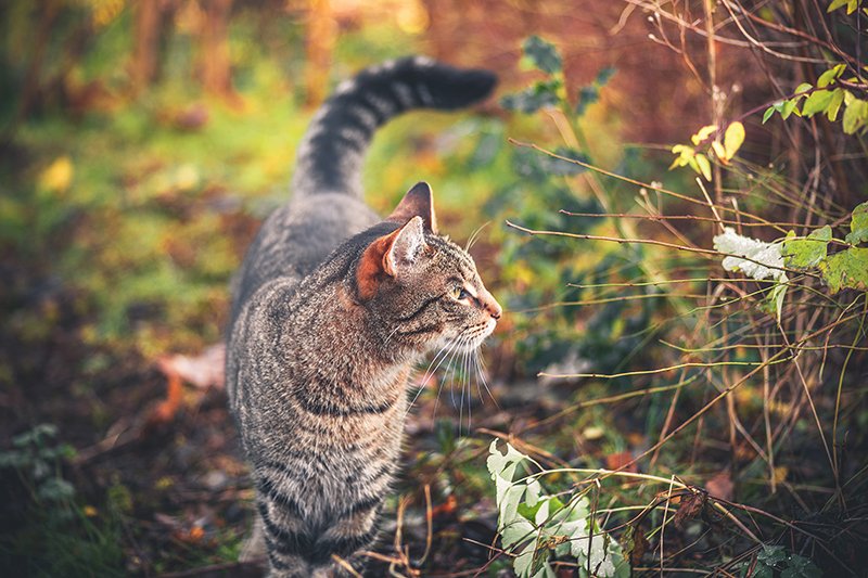 polarpx's tweet photo. Cat in the garden. https://t.co/MvAb8Ay4Ga
#cats #pets #animals #nature #photography #photographer #kitty #shutterstock #microstock #polarpx https://t.co/XGn8l5Ci9H