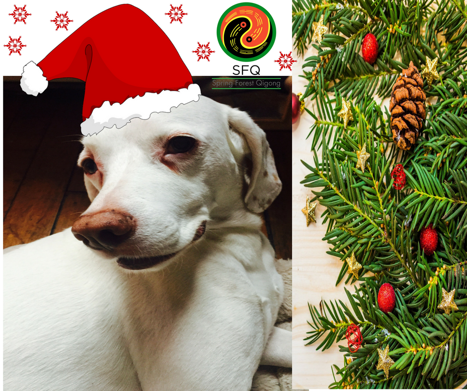 sfqigong's tweet photo. #dogs #meditation #relaxing #ChristmasWeek #springforestqigong https://t.co/nSeaTBYPRW