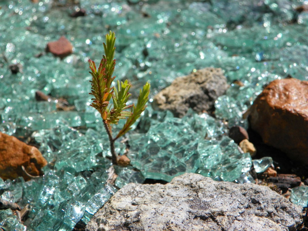 Life is resilient! :) Your #perspective of the world may shatter like glass; but new life will grow! #life #mindset #mindfulness
