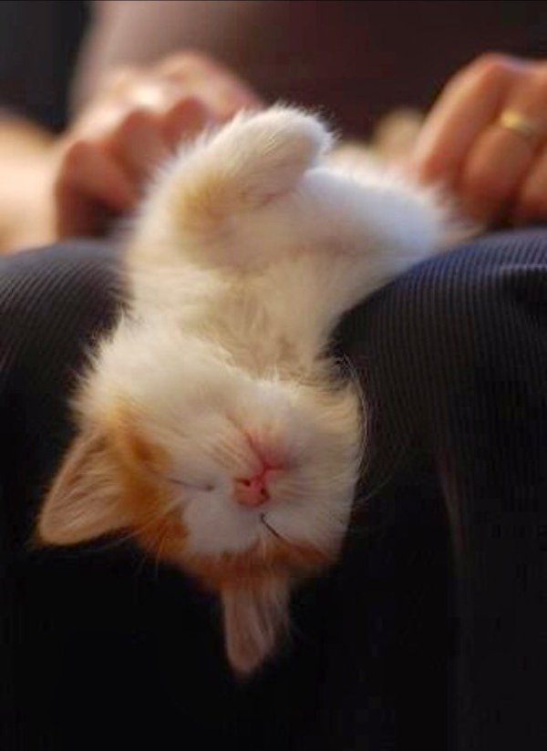 Coeur_Turquoise's tweet image. #InstantRelaxation ChèreIsaBELLE😘@fontanaud94 @minouche64 @dahut07 @LisaLsalinger @papounay2000 @vivi7244 @kakitte @SoniToutdoc BeauPartage💜