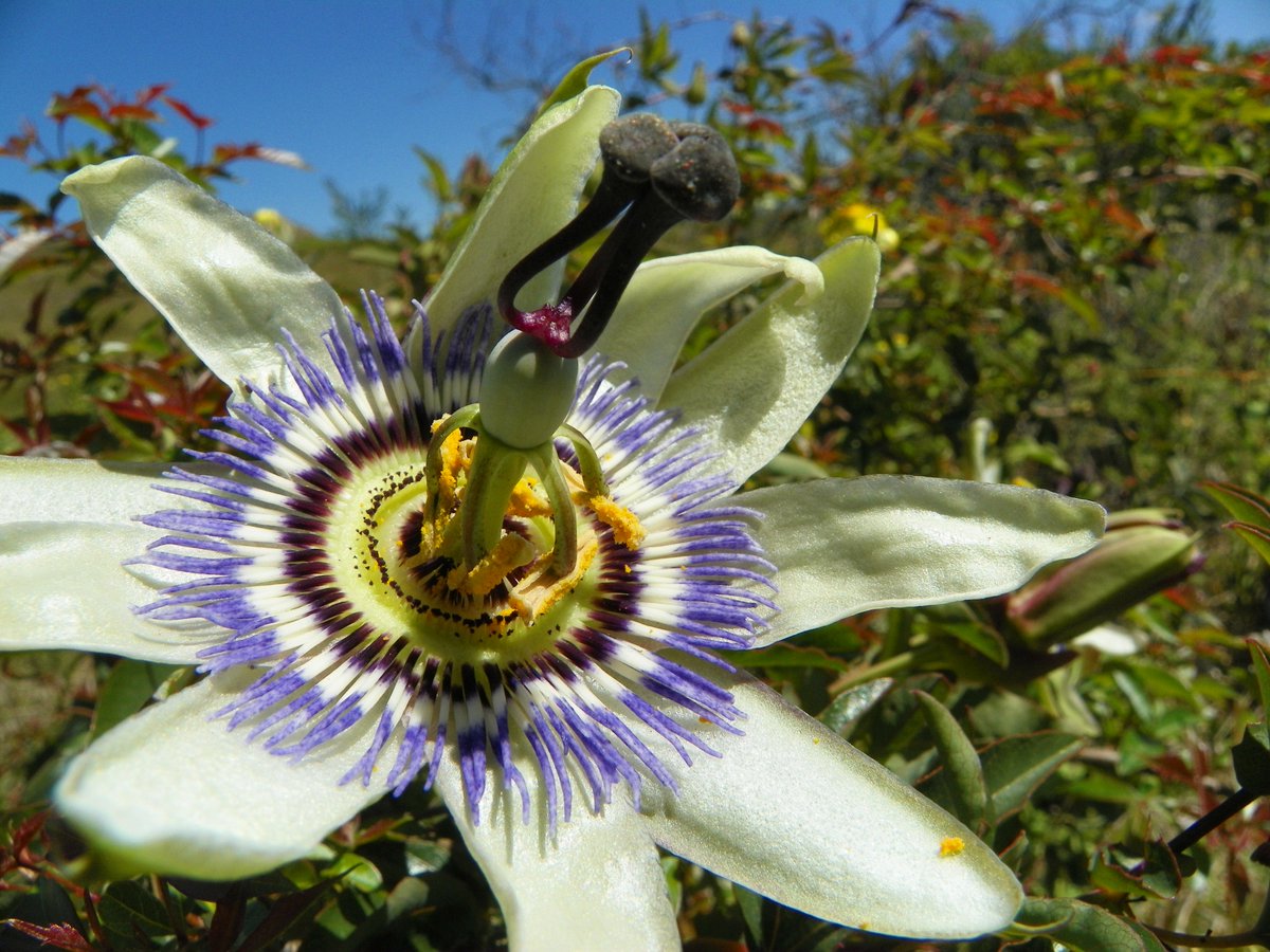 “And the day came when the risk to remain tight in a bud was more painful than the risk it took to blossom.” ― Anaïs Nin #flowers #quotes